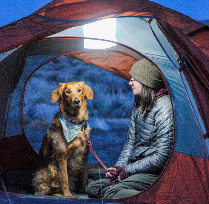 Max QI 3-Pack