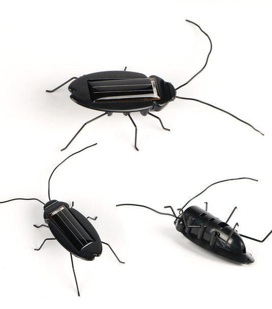 Animaux solaire Cafarde Noire