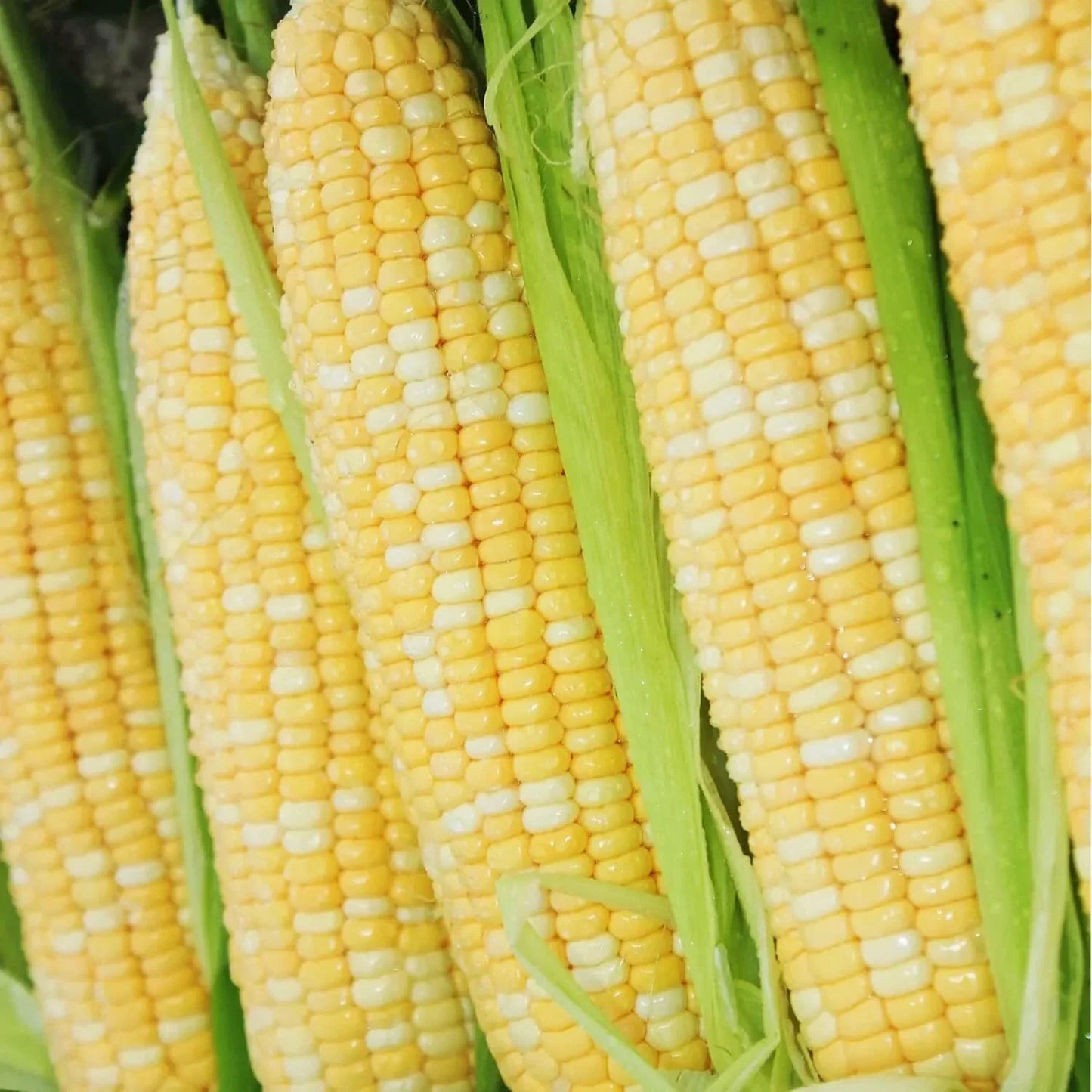 200 pcs Peaches and Cream Bi-Color Sweet Corn Seeds. Non-GMO Heirloom Variety. Zea mays