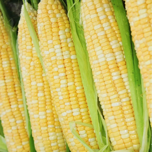 200 pcs Peaches and Cream Bi-Color Sweet Corn Seeds. Non-GMO Heirloom Variety. Zea mays